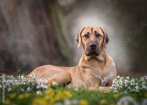 Broholmer Hund sitzt im Frühling vor Schneeglöckchen und Winterlingen im Garten