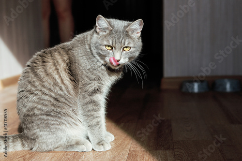 Close-up of a grey cat licking in the kitchen