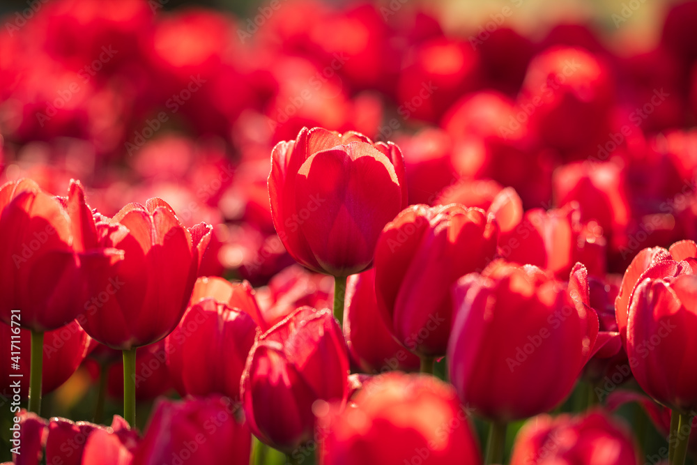 lots of red tulips in fields