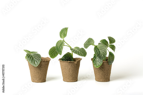 Garden seedlings inside eco-friendly plant pots made of biodegradable fibers for growing sowing seeds on a white background