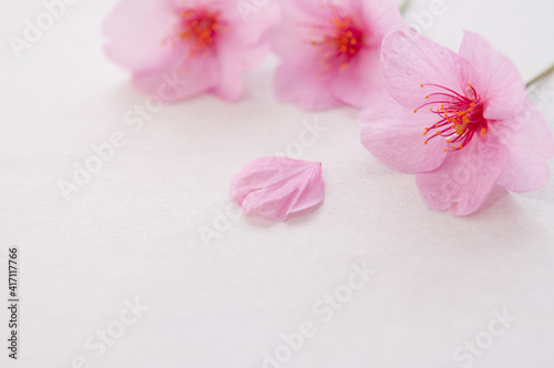 桜の花と花びら 背景に白い和紙 ３輪の花 クロースアップ 河津桜 春 日本