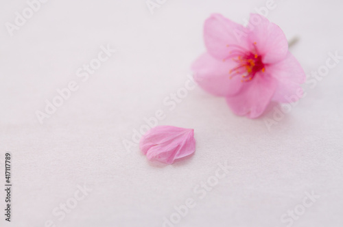 １輪の桜の花と花びら 背景に白い和紙 マクロ コピースペース 河津桜 春 日本