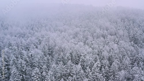 aerial view on snow covered trees in winter forest