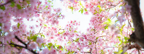 桜 太陽光の中で輝く 咲き誇る 河津桜 パノラマ 日本の春