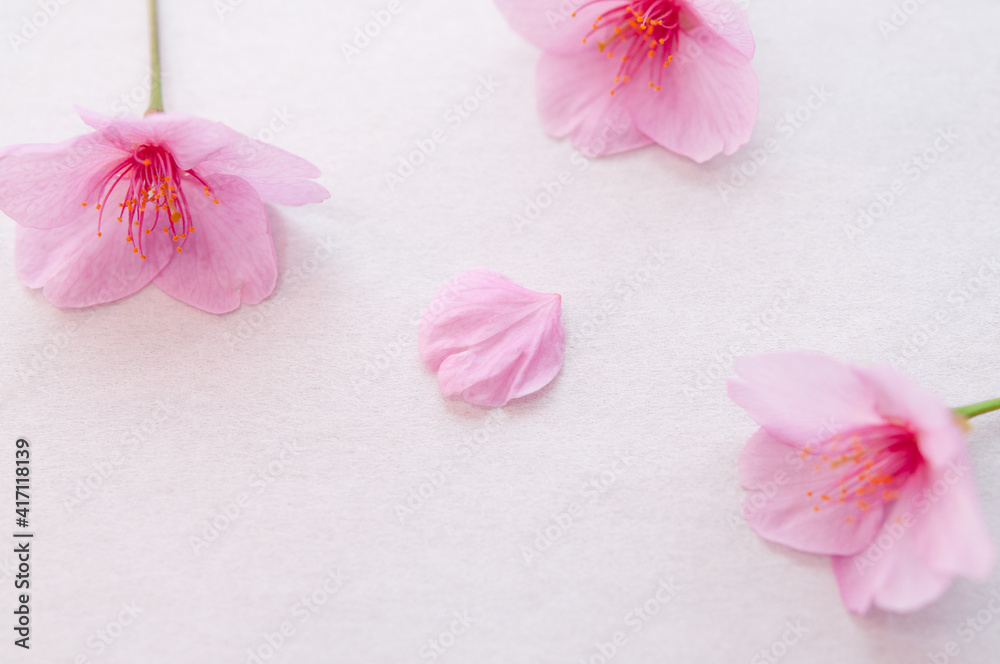 Fototapeta premium 桜の花と花びら 背景に白い和紙 河津桜 クロースアップ ３輪 春 日本