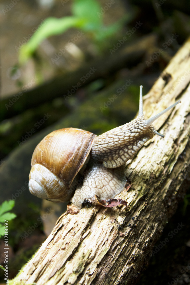 snail on a tree