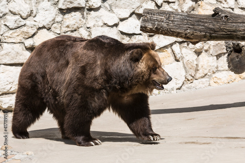 European brown bear in the zoo enclosure