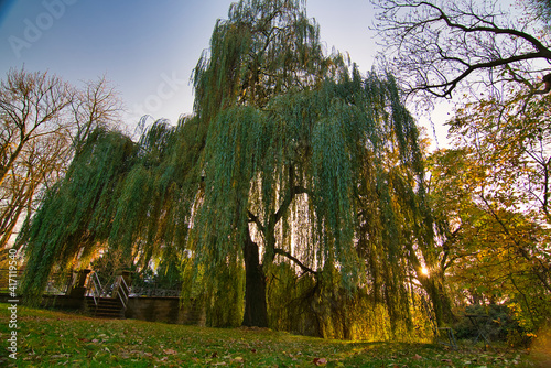 Schöner Baum in Abendsonne