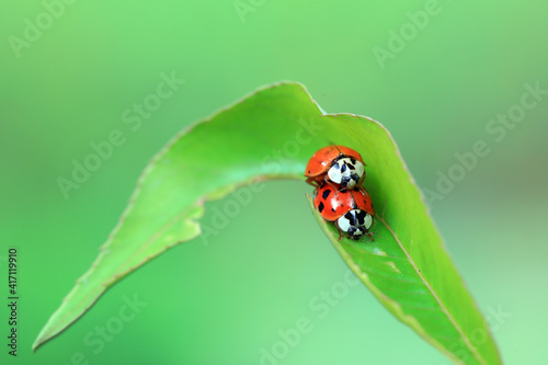 Fényképezés Two ladybugs mate in nature, North China