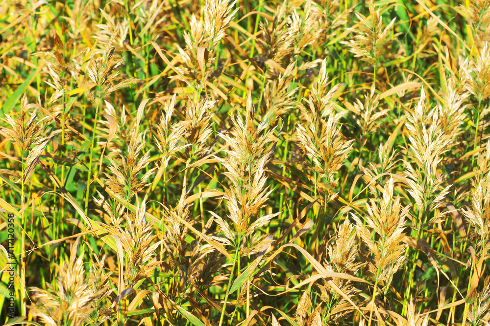 Reed thickets. Thickets of wild growing reeds, close-up Reed thickets. Thickets of wild growing reeds, close-up