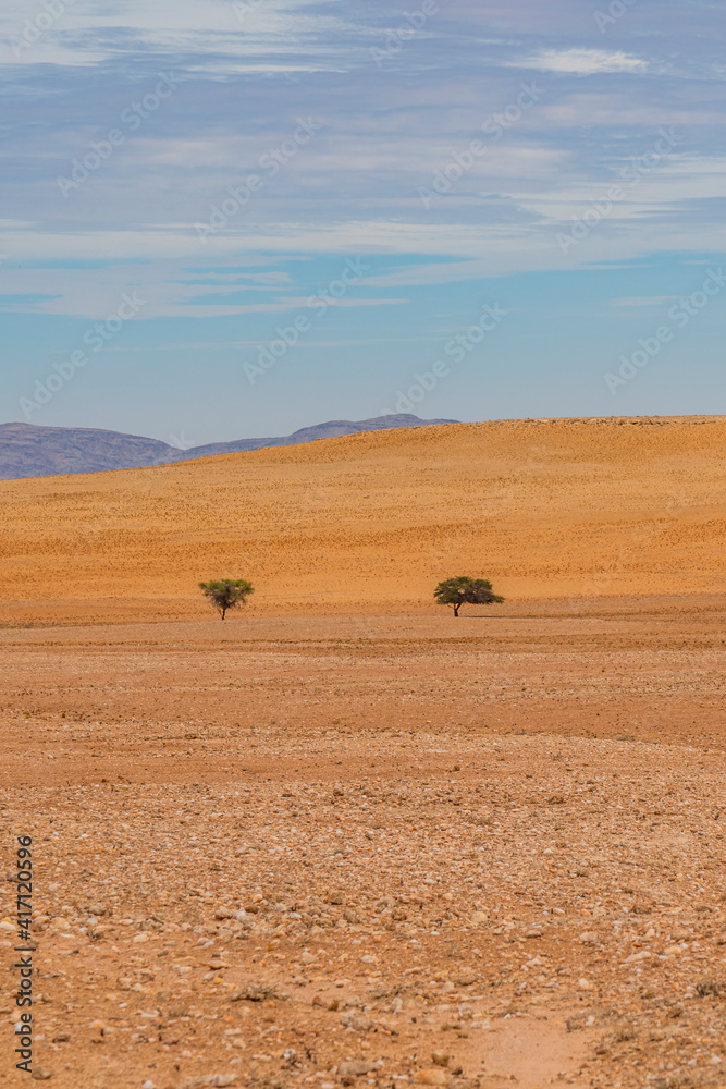 Obraz premium Landscape with trees of Namib-Naukluft National Park is a national park of Namibia