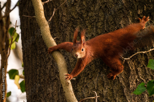 Eichhörnchen hält sich am Baum und Ast fest und schaut auf  © Kay