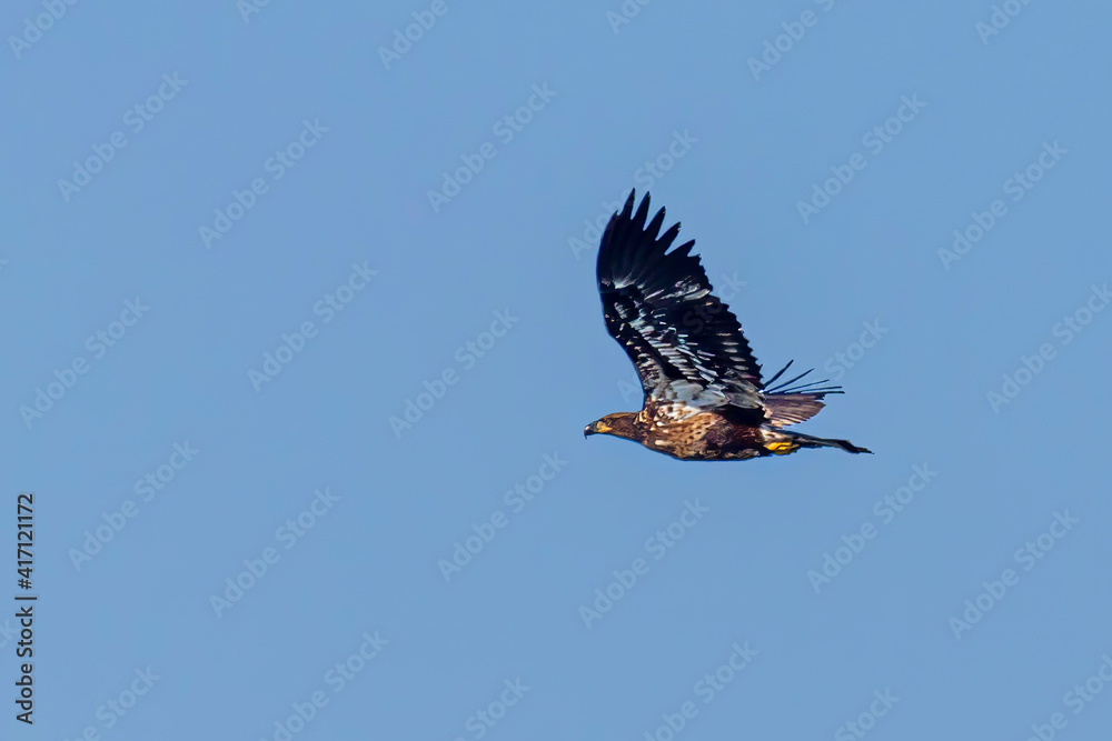 Fototapeta premium Juvenile Eagle