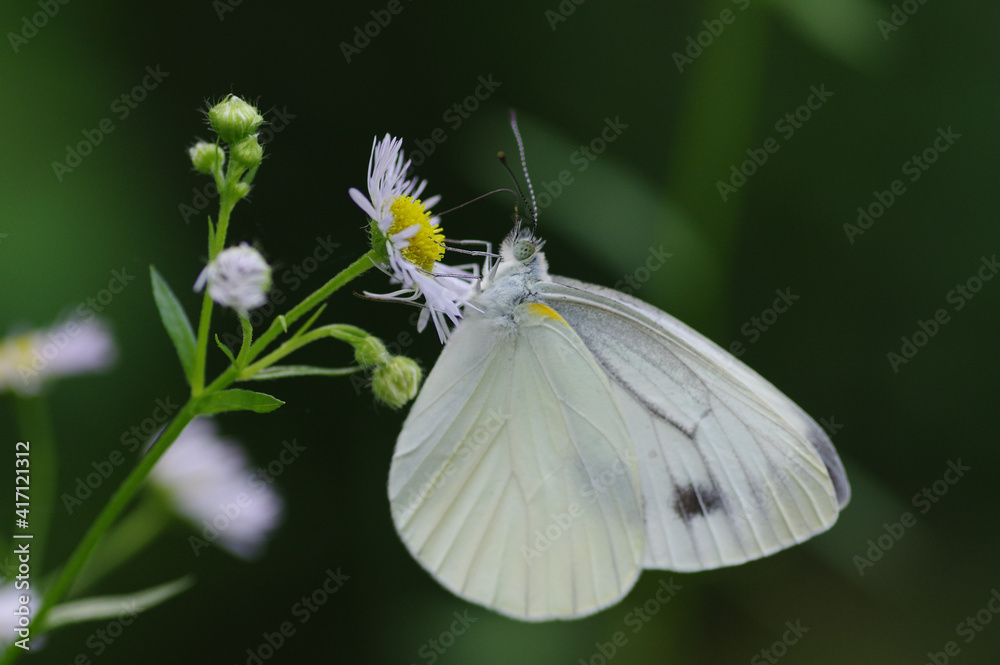 スジグロシロチョウ