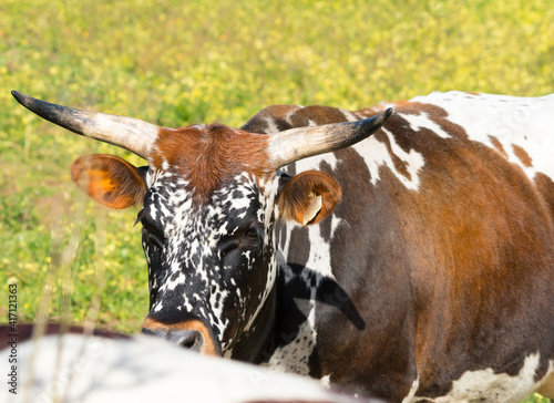 Nguni cow, African cattle, closeup of its face and horns on a livestock farm in South Africa photo