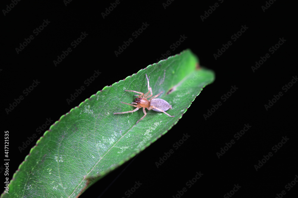 Fototapeta premium Spiders on wild plants, North China