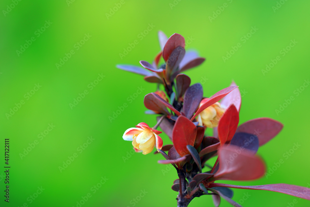 Obraz premium Beautiful flowers of Berberis amurensis, North China