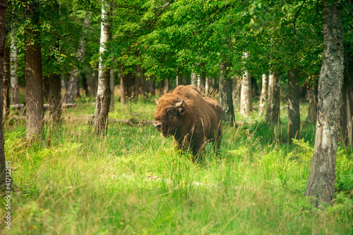 European bison in the Russian National Park. Bison on summer photo