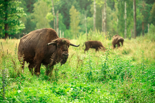 European bison in the Russian National Park. Bison on summer