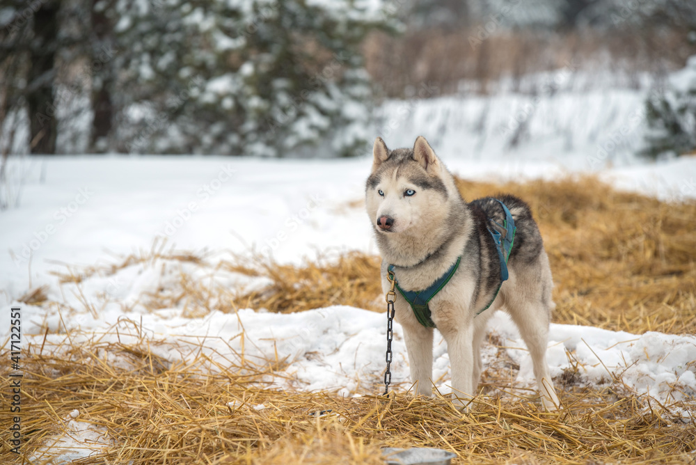 .Siberian Husky dogs portrait in winter