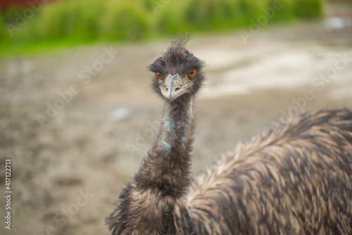 African ostrich in the Russian Ostrich farm on summer