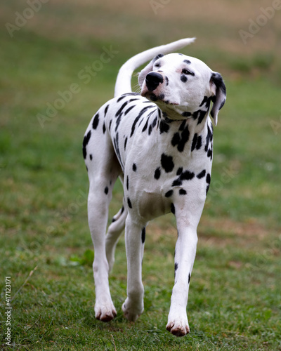 Dalmatian © sue