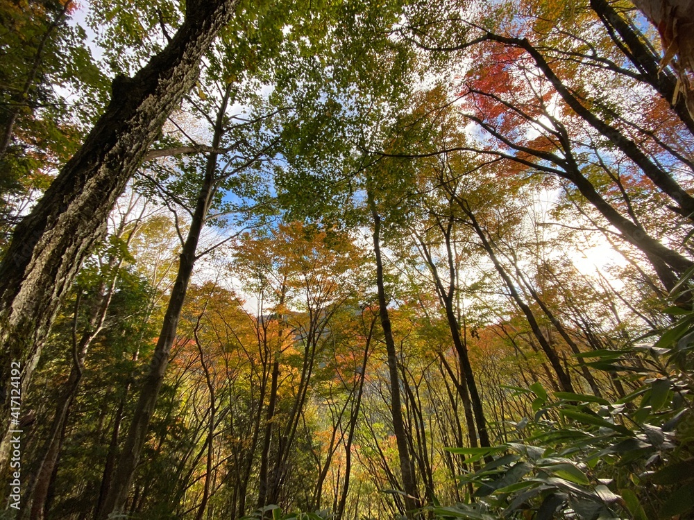 Fototapeta premium 秋の森