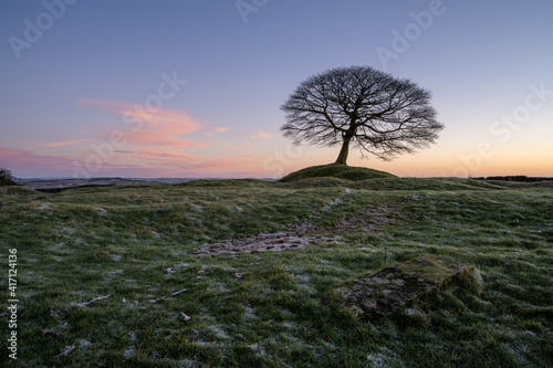 Lone tree on Grindon Moor, Staffordshire, White Peak, Peak District. photo