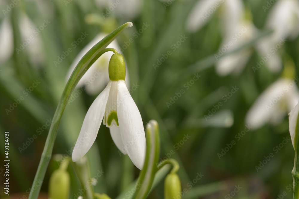 close up of a snowdrop
