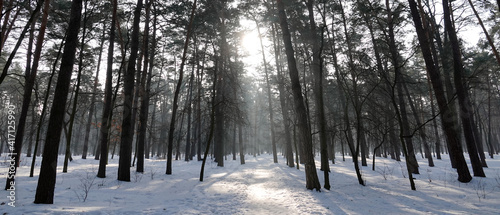 Winter forest with snow drifts