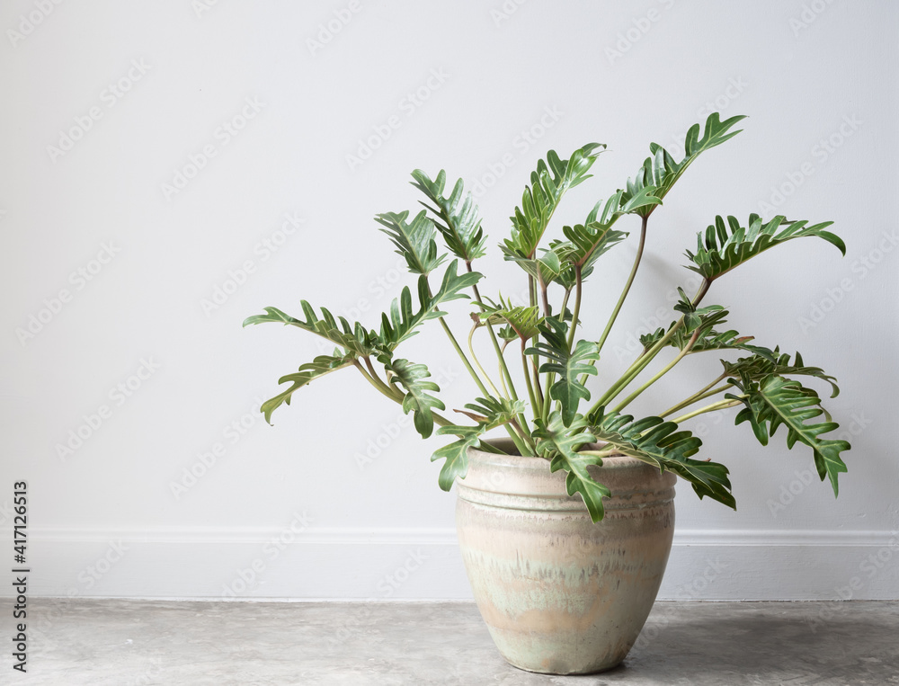 Philodendron xanadu botanical tropical house plant in beautiful green ceramic pot on grunge concrete floor and cement white wall background