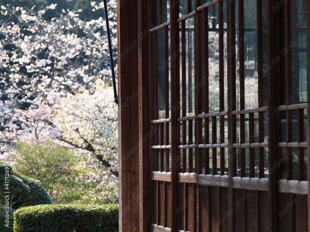 窓ガラスに映える桜の花