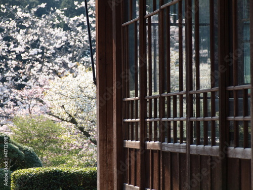 窓ガラスに映える桜の花 © ZuZu