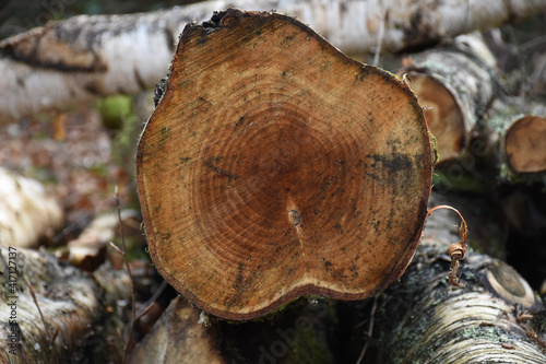 cut tree trunk