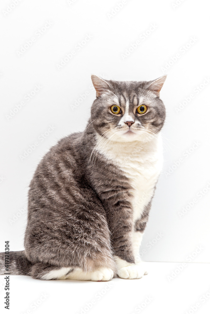 Studio portrait of smiling beautiful young British blue cat sitting on isolated white background