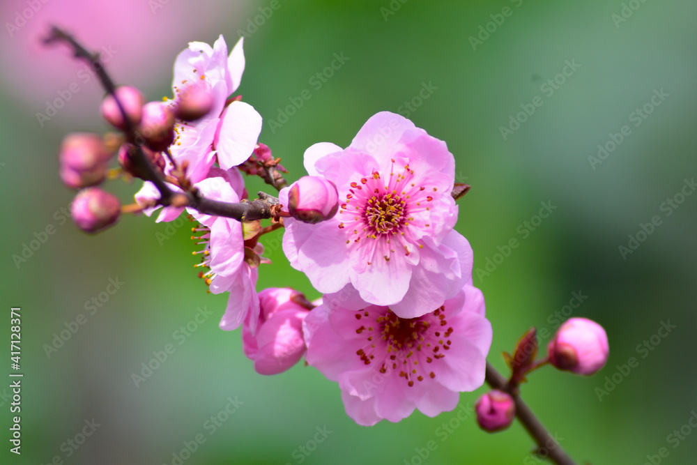 Obraz premium Prunus en Flor