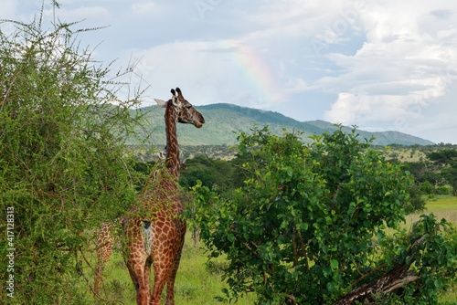 A masai giraffe - Giraffa camelopardalis tippelskirchii against a rainbow in Tsavo National Park, Kenya photo