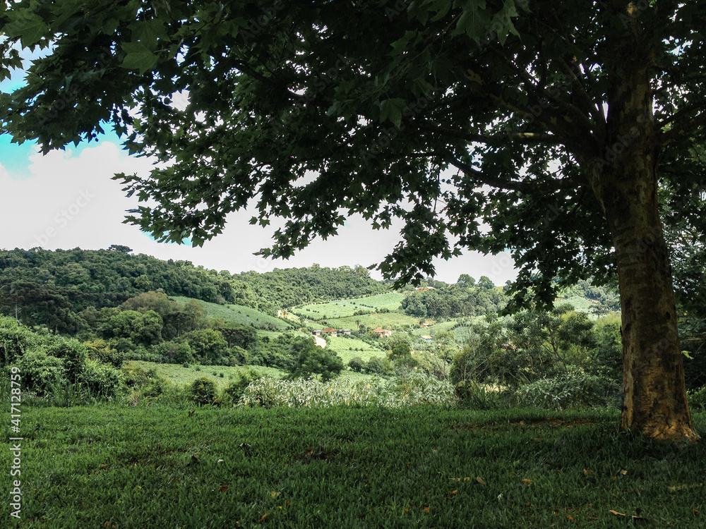 Obraz premium trees in the field