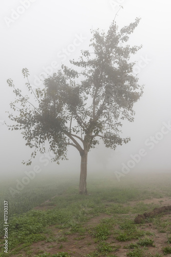 agricultural fields surrounded by dense fog in rural India in winters