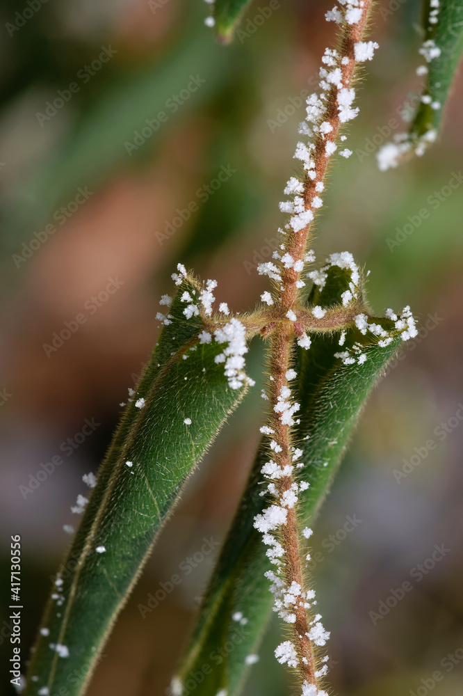 leaf covered with ice crystals 