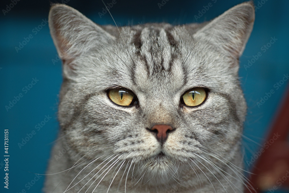 portrait of a gray stray cat, an attentive gaze of yellow eyes, close-up,