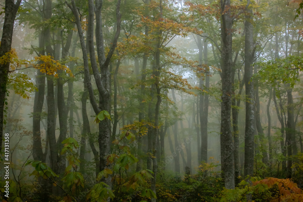 霧に包まれる秋のブナの森林