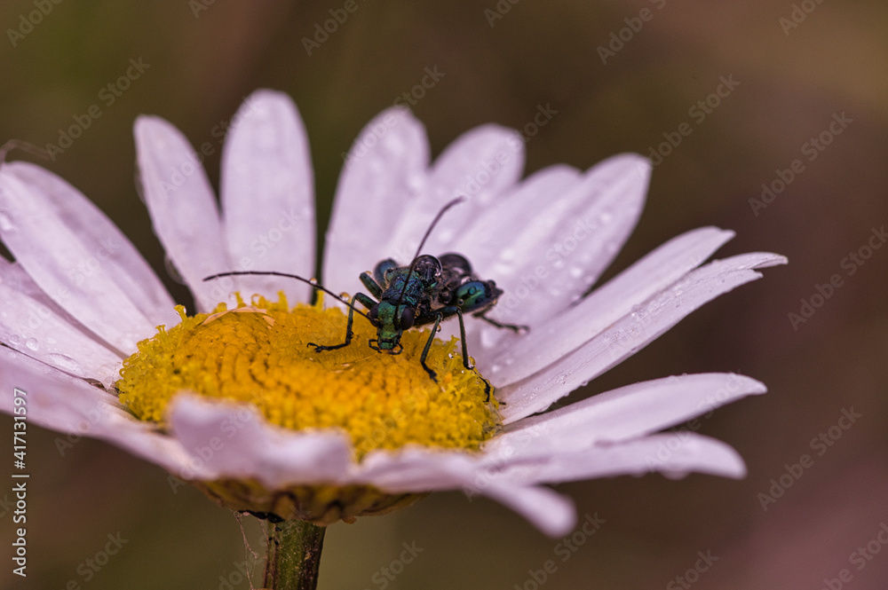 MACRO MACRO
