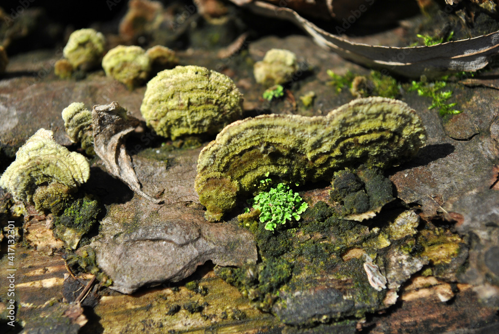 Close-up mushroom with fluted wavy gray-green head texture tree trunk with moss, top view Close-up mushroom with fluted wavy gray-green head texture tree trunk with moss, top view