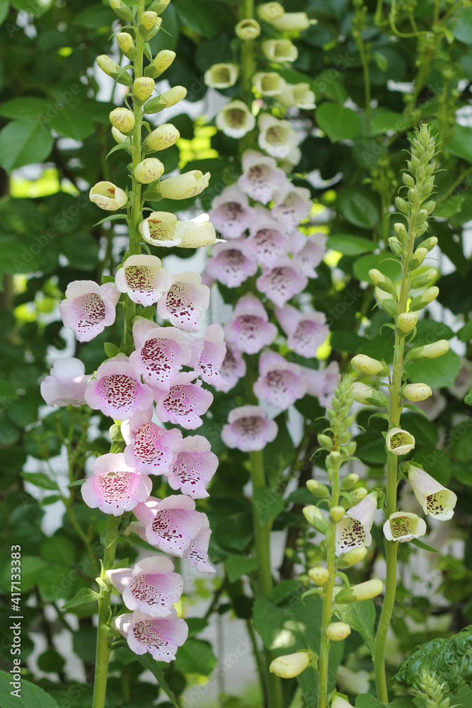 60 Best キツネノテブクロ Images Stock Photos Vectors Adobe Stock