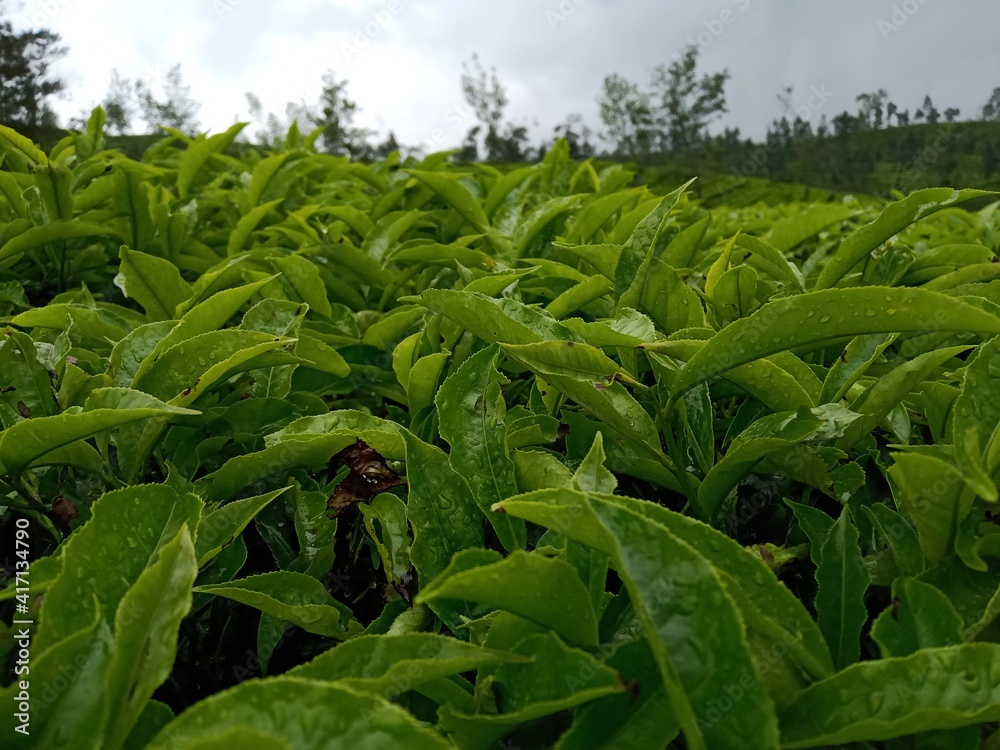 Fototapeta premium green tea plantation