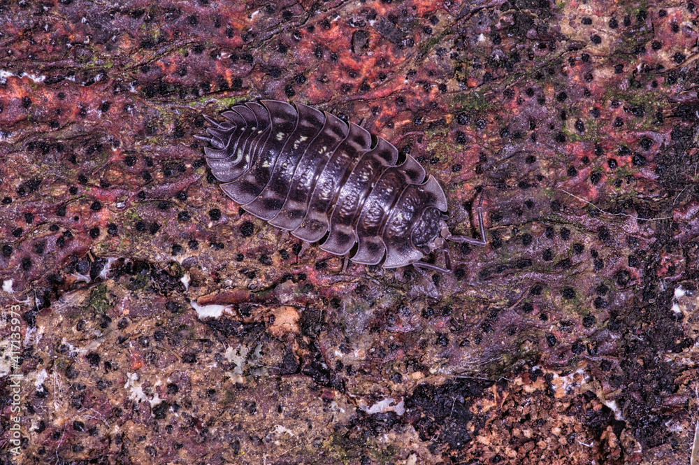 macro macro