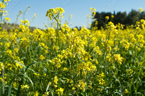 Yellow rapeseed flowers in the field