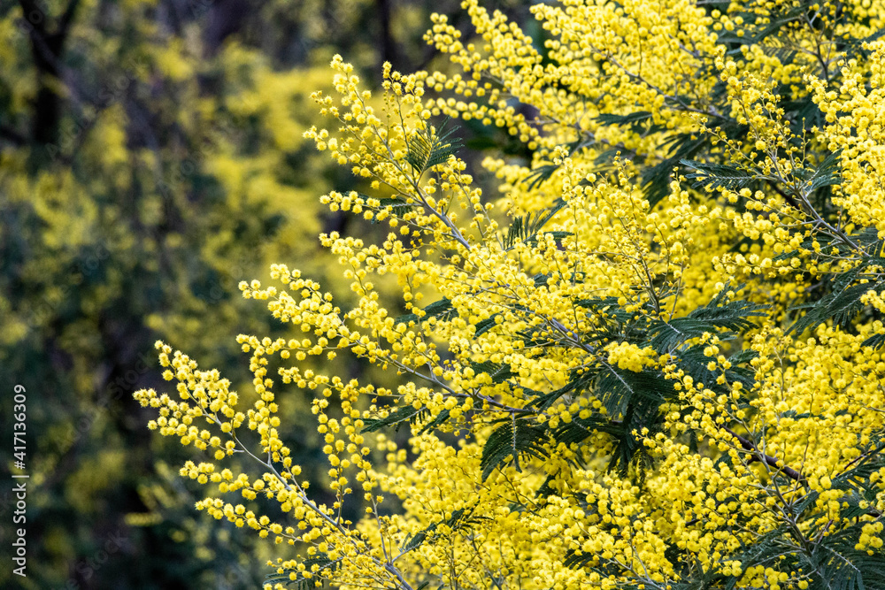 Mimosa