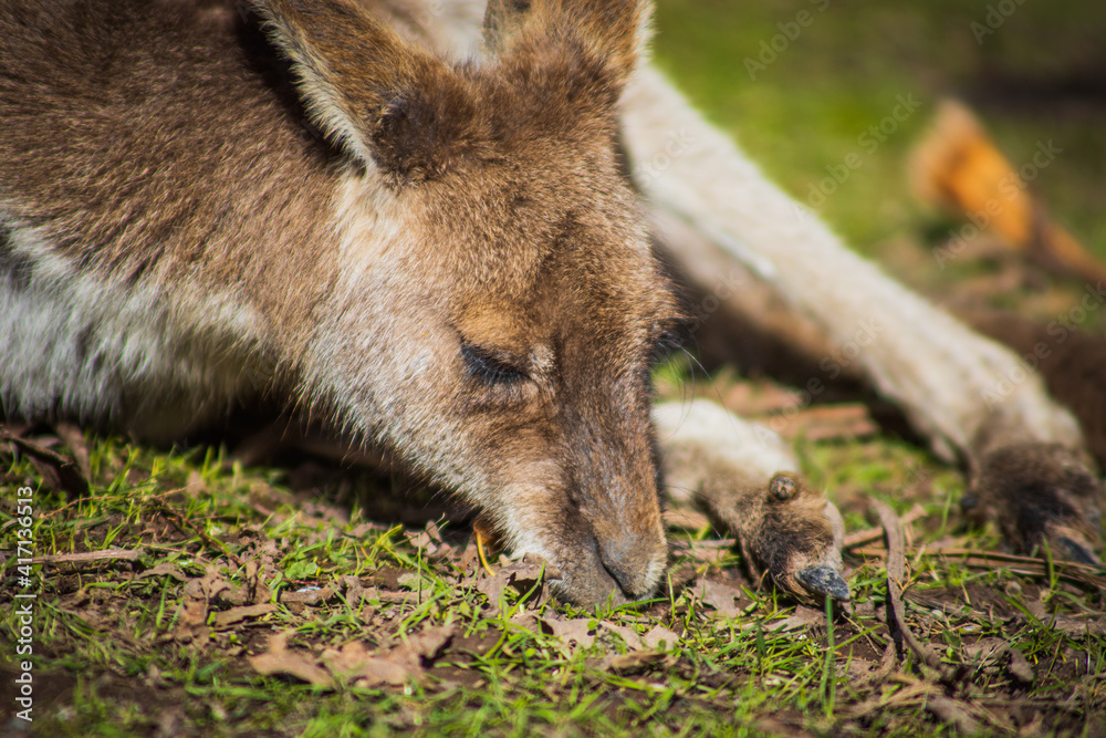 Fototapeta premium Kangaroo hanging out in the sun